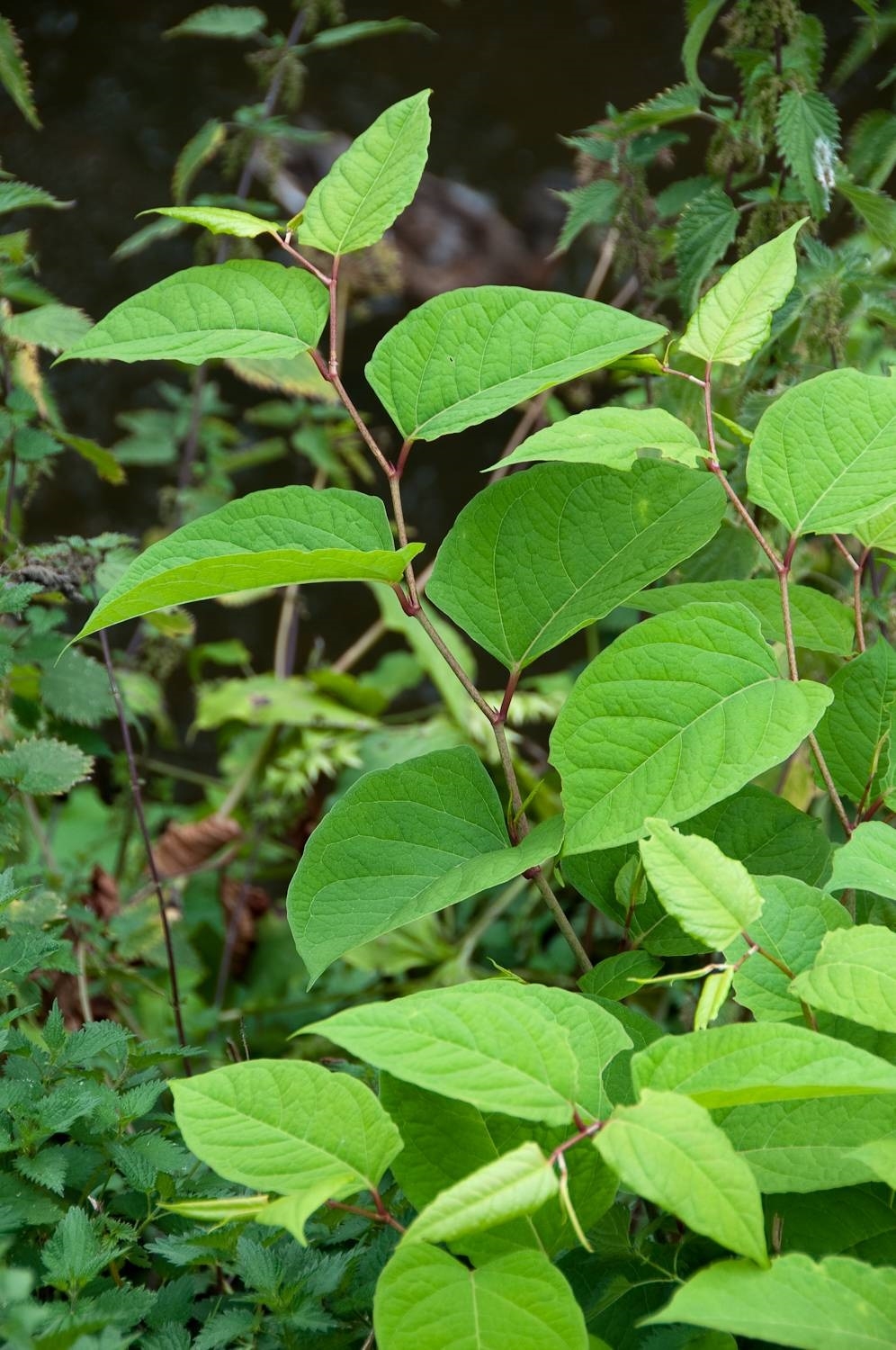 shropshire-invasive-non-native-species-initiative-shropshire-wildlife